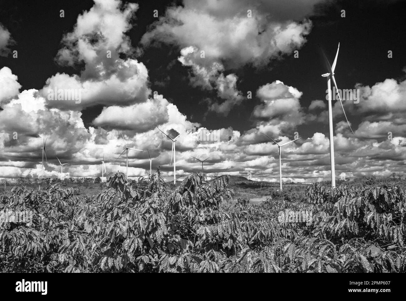 Giant wind turbines seen behind coffee trees growing in Gia Lai province in the Central Highlands of Vietnam. Stock Photo