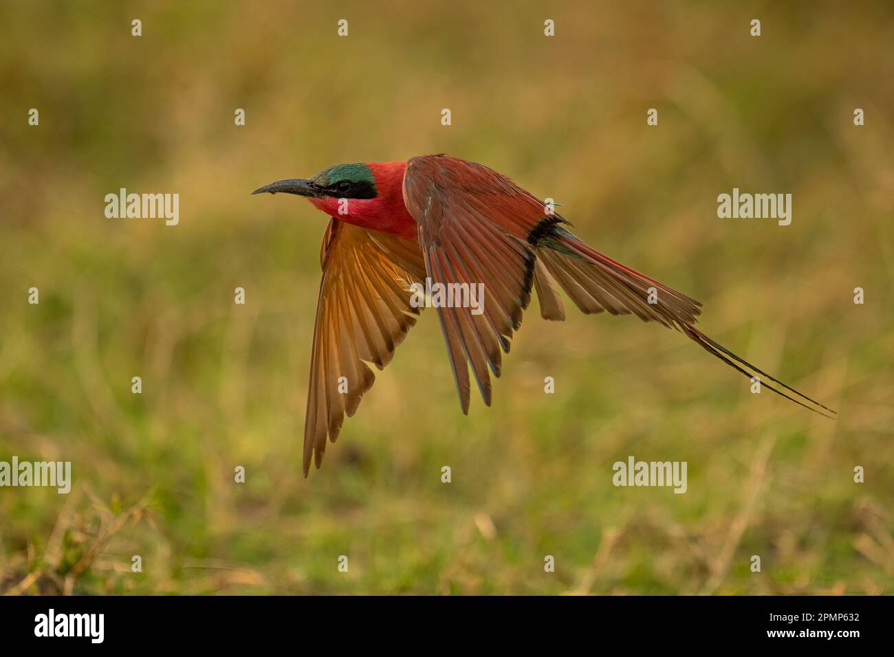 Southern carmine bee-eater (Merops nubicoides) flies low over grass in Chobe National Park; Chobe, Botswana Stock Photo