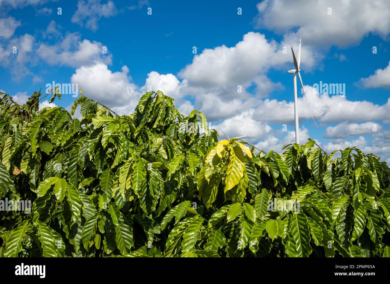 A huge wind turbine rises behind coffee trees in Gia Lai province in the Central Highlands of Vietnam. Stock Photo