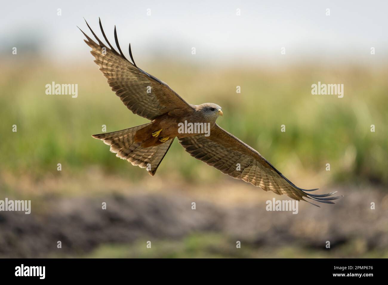 Yellow-billed kite (Milvus aegyptius parasitus) glides spreading wings ...