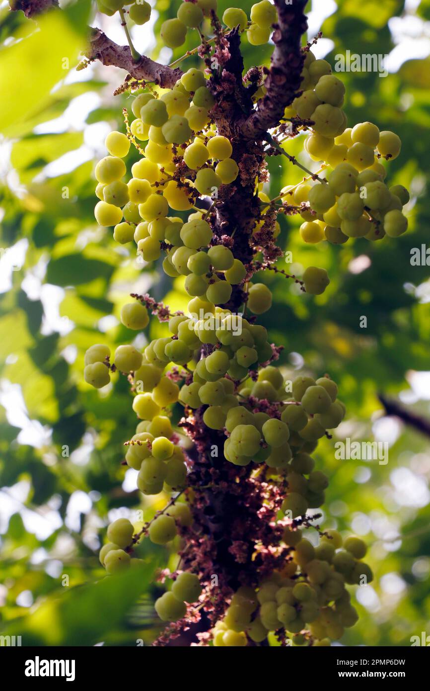 Phyllanthus acidus, known as the Otaheite gooseberry, Malay gooseberry, Tahitian gooseberry, country gooseberry, star gooseberry, starberry, arbari, W Stock Photo