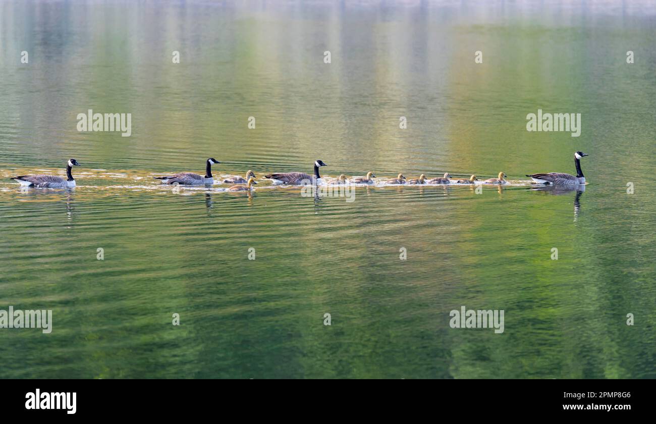 Canada Geese and Gosslings crossing the Snake River near Chief Timothy