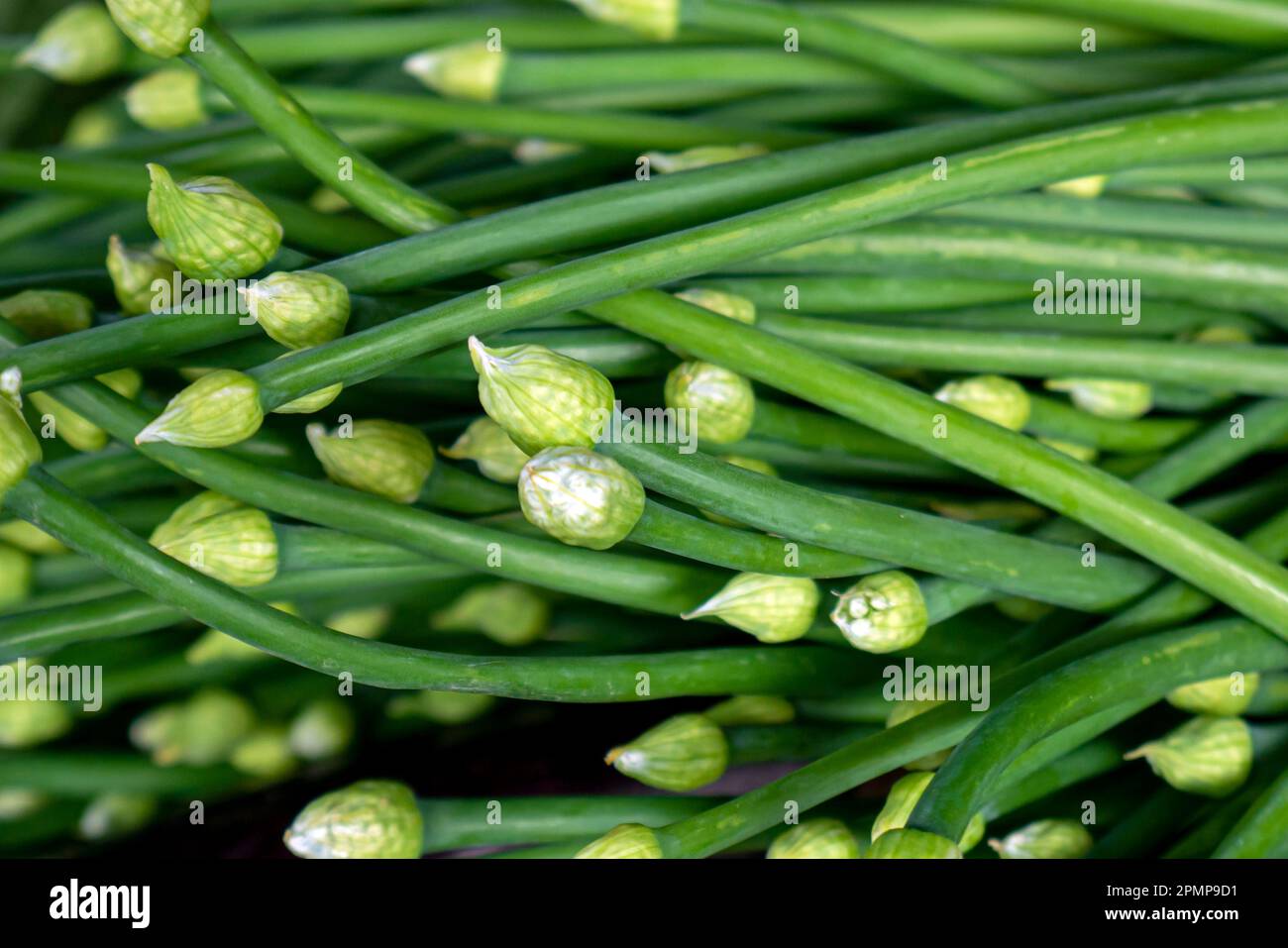 A pile of Bunga Bawang or Onion Flower in the traditional market in