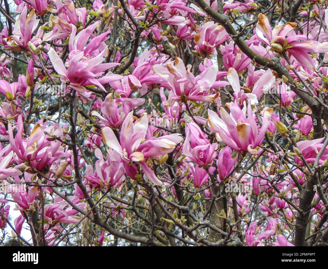 Flowering magnolia tree in the spring - in Romania Stock Photo - Alamy