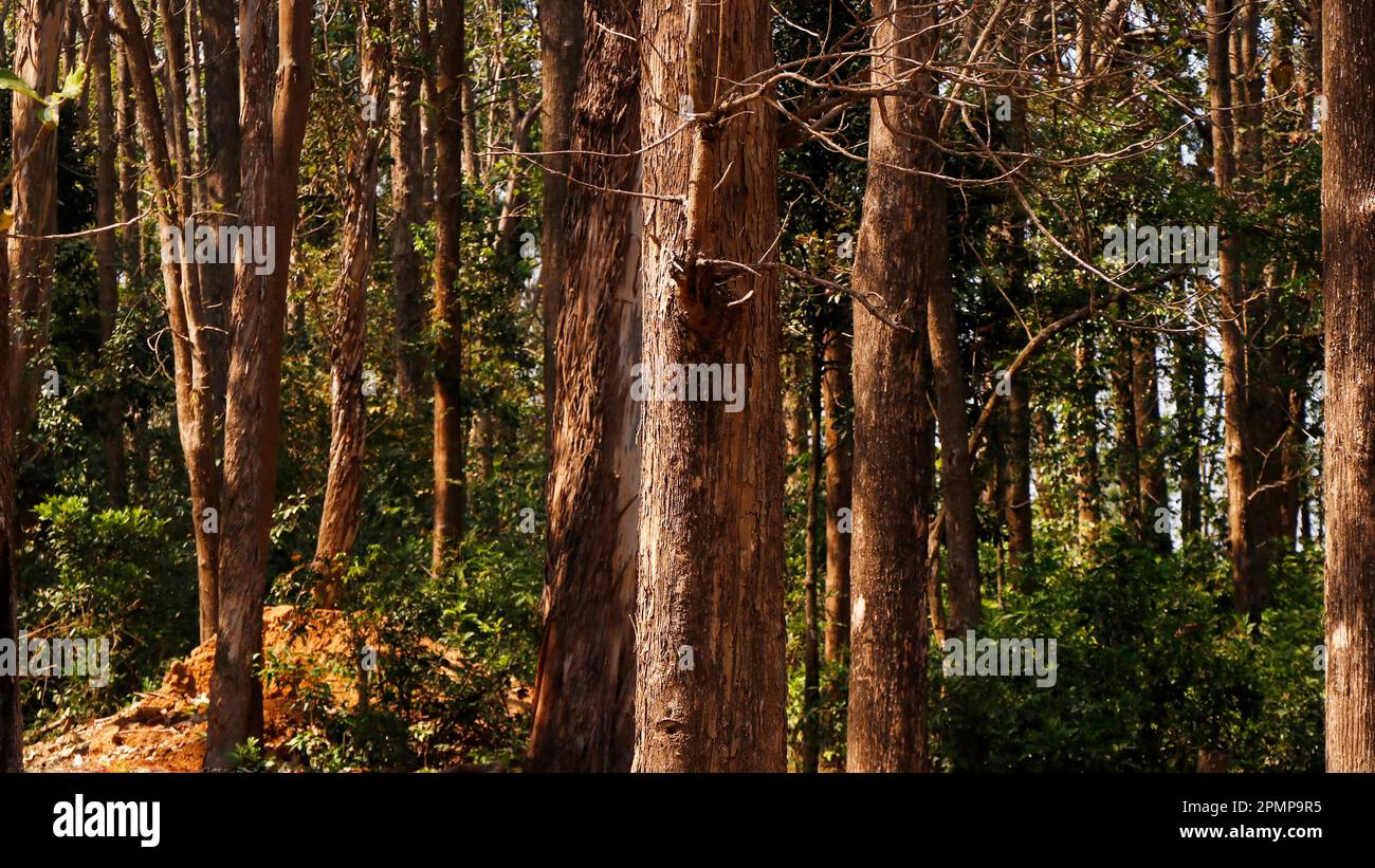 thick forest in kerala india with teak and eucalyptus trees Stock Photo ...
