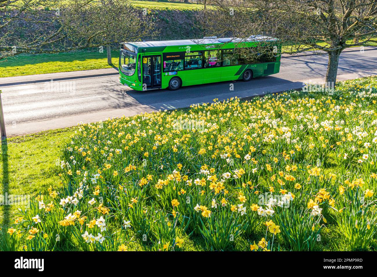 Daffodils in spring beside a road in Roundhay, Leeds, Yorkshire, England UK Stock Photo