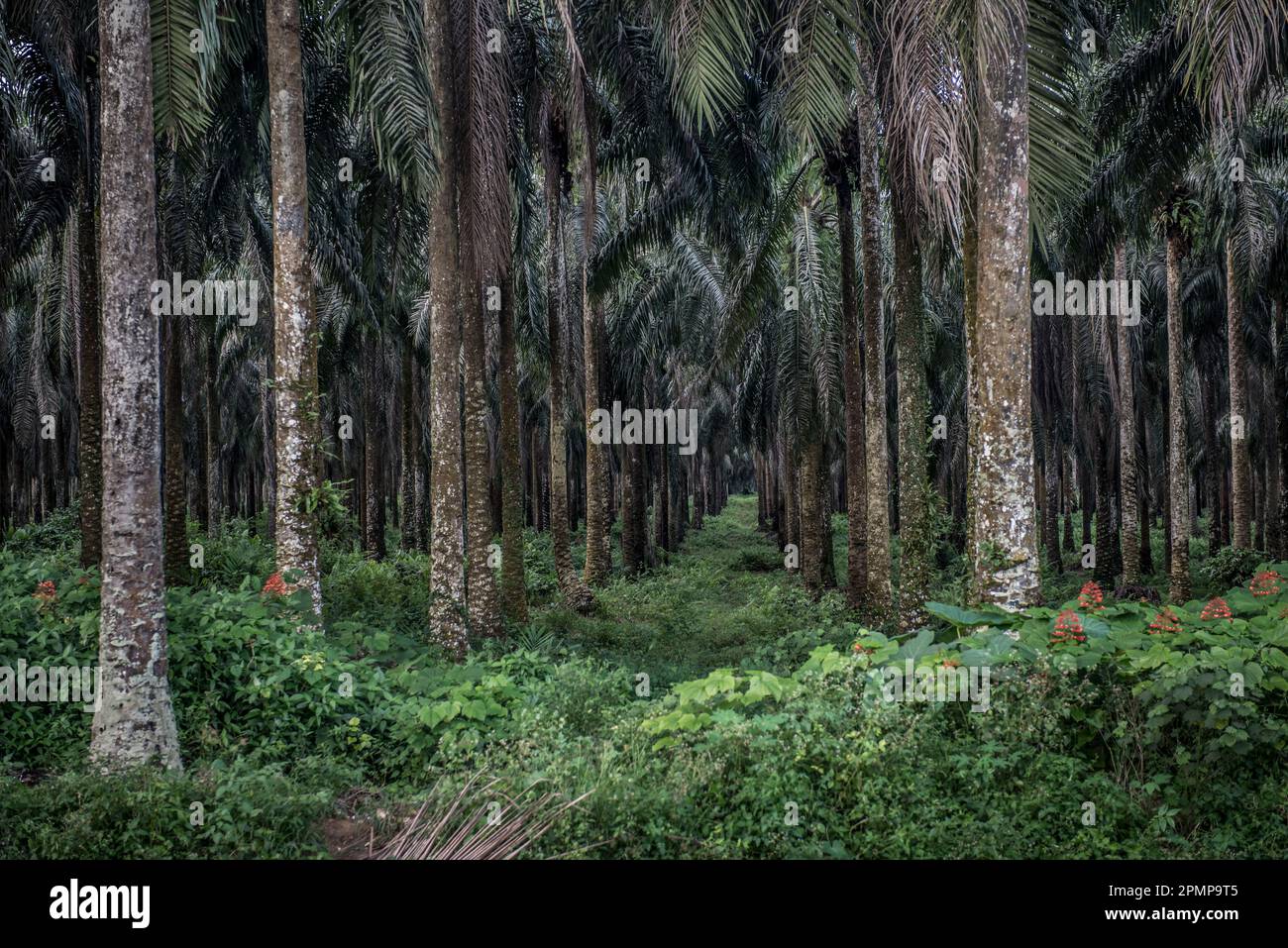 Palm oil plantation near Socapalm in Cameroon.  Cameroon is the largest palm oil producer in Central Africa, with more than 450,000 tons in 2020 Stock Photo