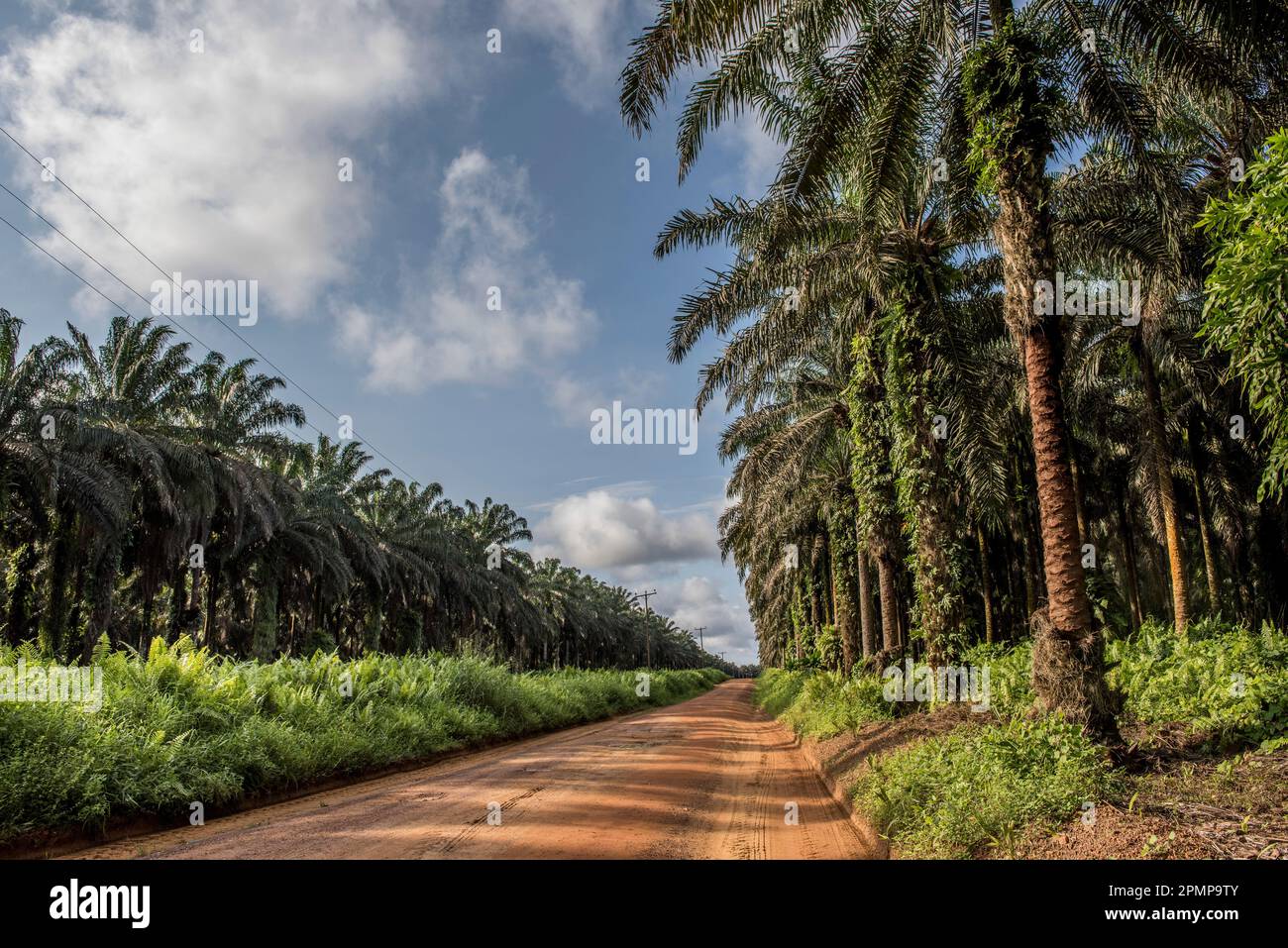 Road along a palm oil plantation near Socapalm in Cameroon.  Cameroon is the largest palm oil producer in Central Africa, with more than 450,000 to... Stock Photo