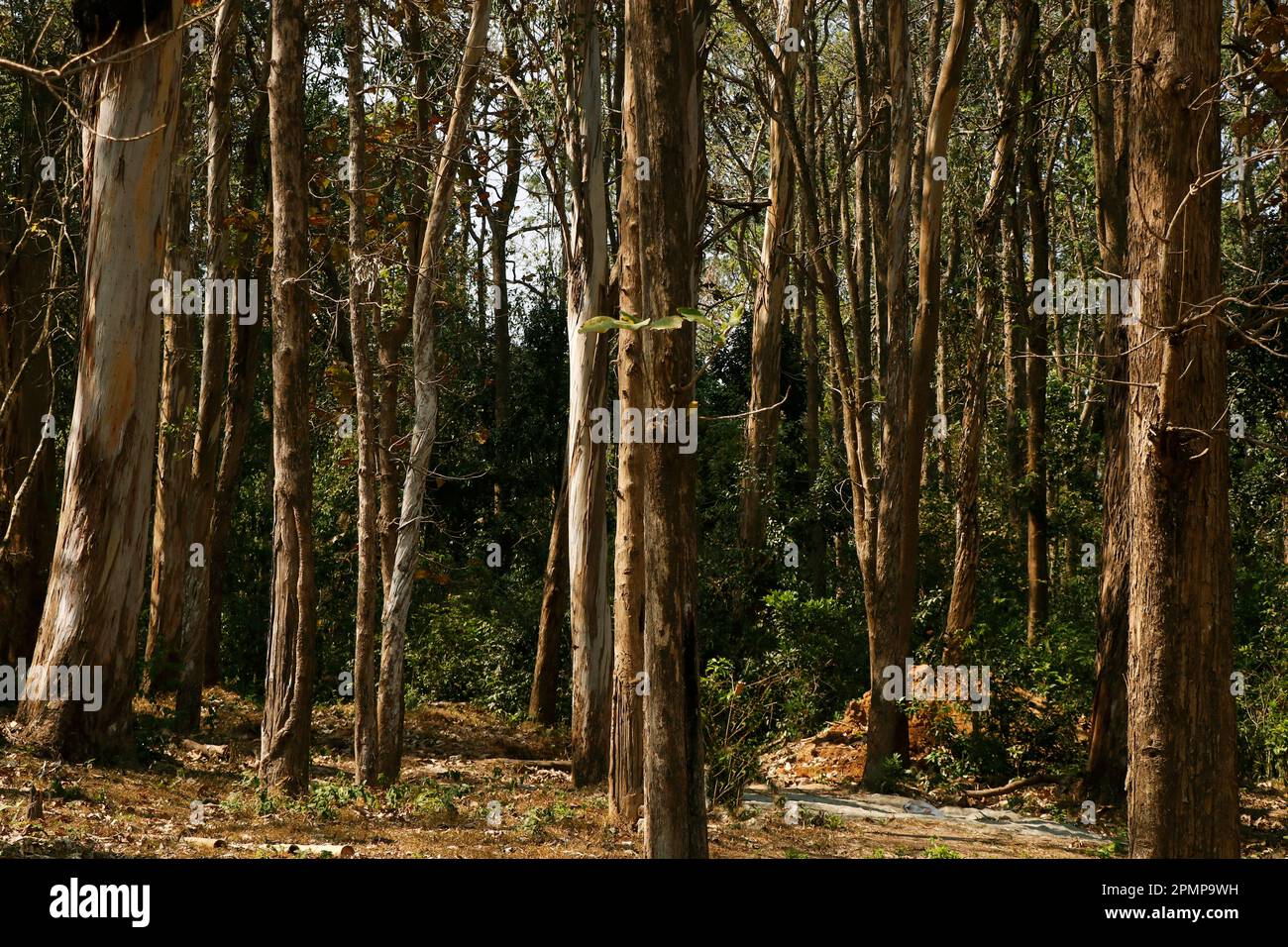 thick forest in kerala india with teak and eucalyptus trees Stock Photo