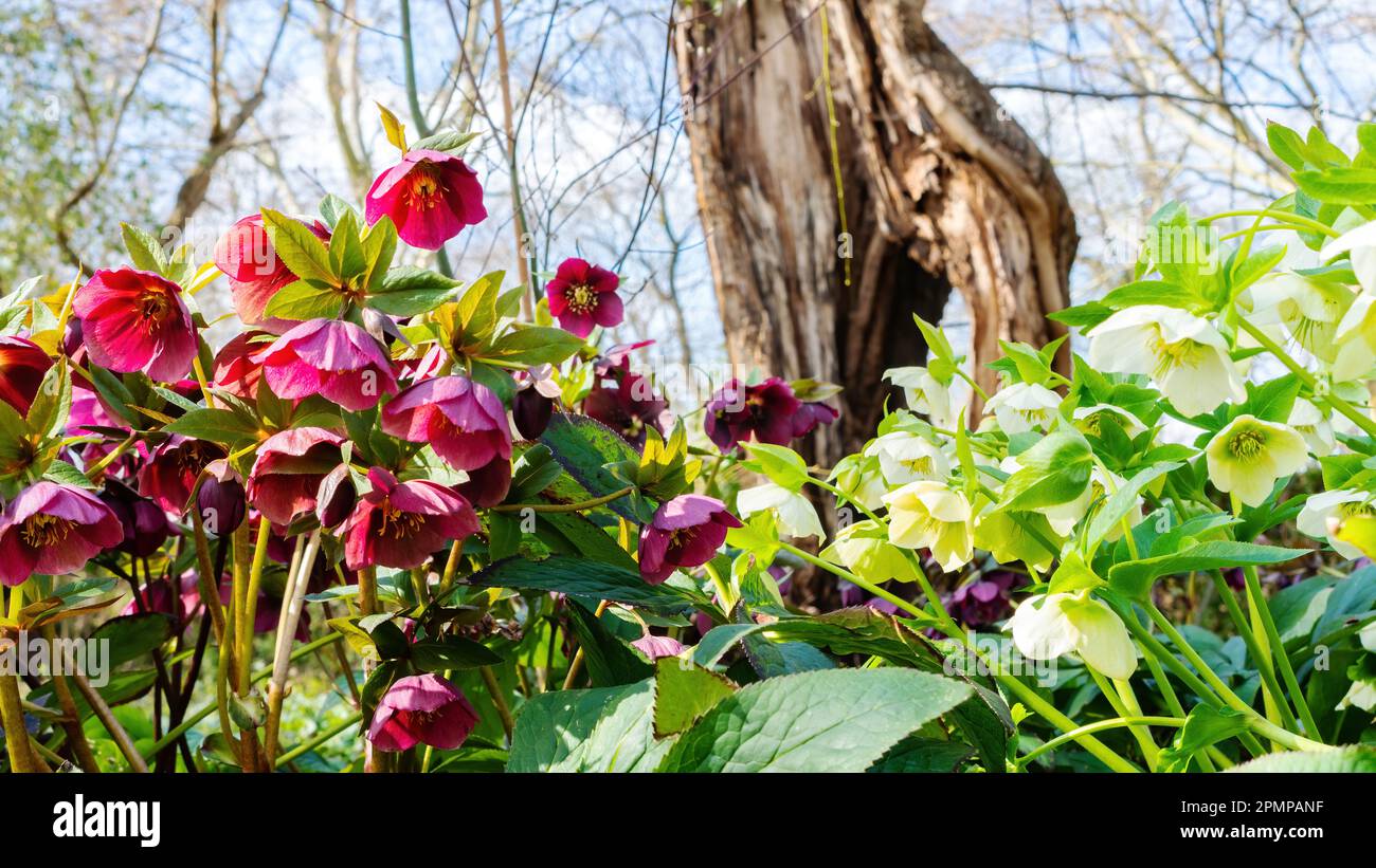 Hellebore flowers closeup in a beautiful landscape design. The first