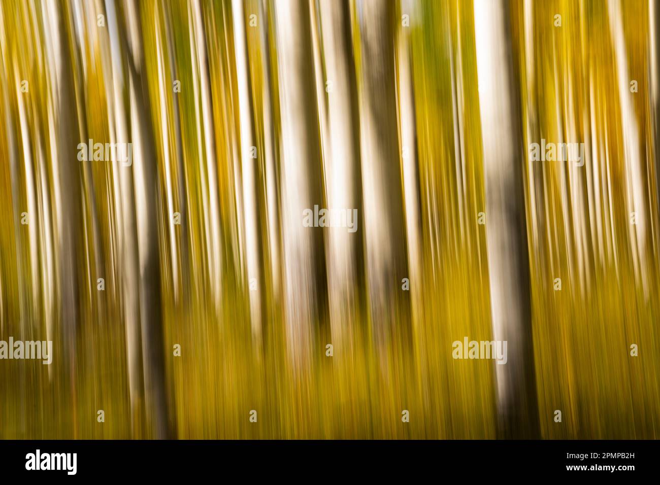 Abstract image using intentional camera motion of aspen trees; Colorado, United States of America Stock Photo