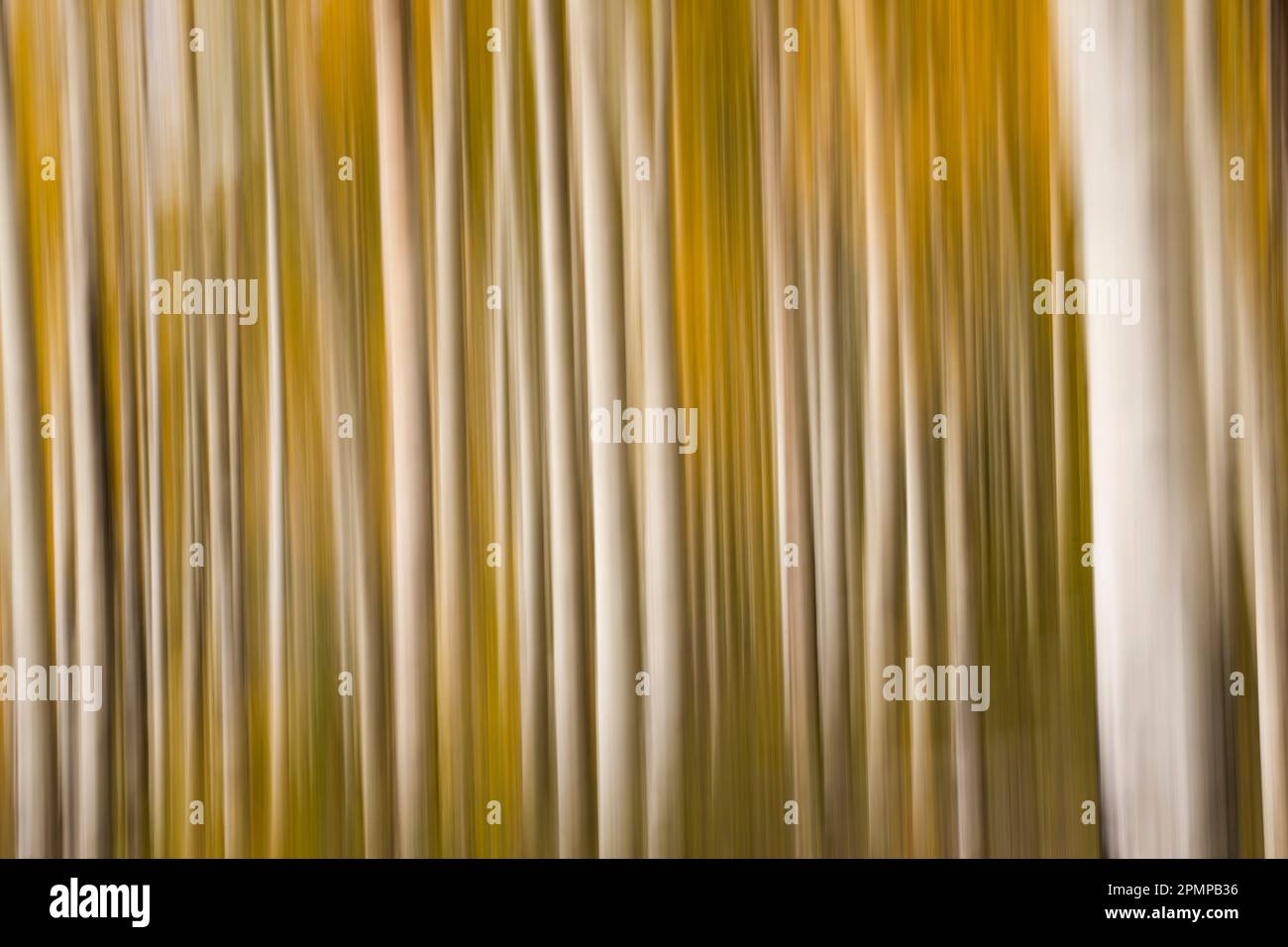 Abstract image using intentional camera motion of aspen trees; Colorado, United States of America Stock Photo