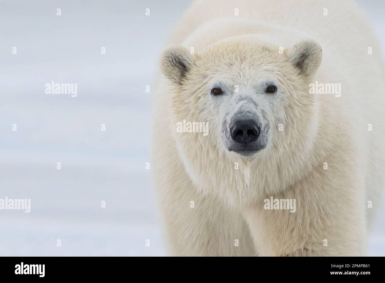 Close up portrait of a Polar bear (Ursus maritimus) on the coast of Hudson Bay; Churchill, Manitoba, Canada Stock Photo