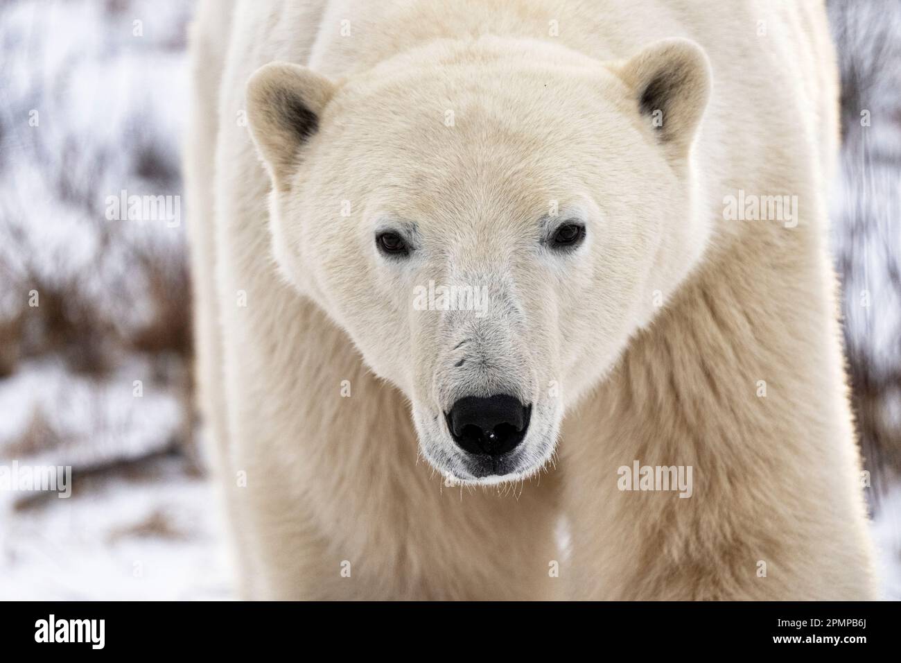 Close up portrait of a Polar bear (Ursus maritimus) on the coast of Hudson Bay; Churchill, Manitoba, Canada Stock Photo