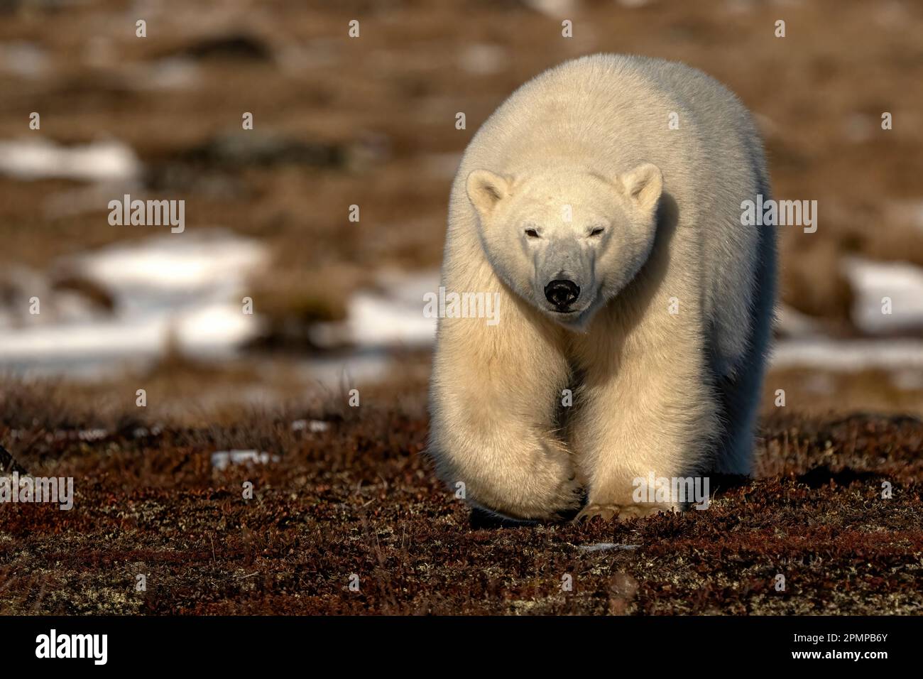 Polar bear (Ursus maritimus) on the coast of Hudson Bay; Churchill, Manitoba, Canada Stock Photo