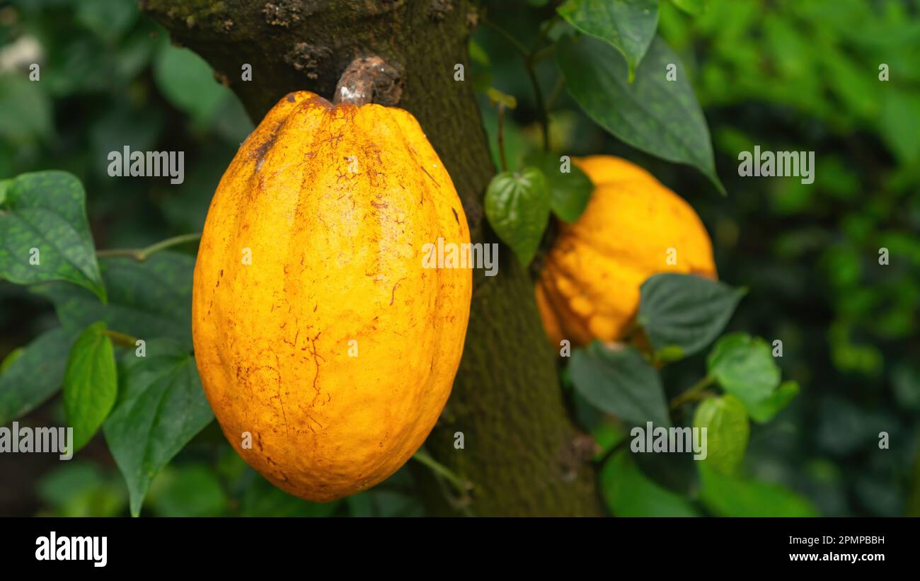 Raw ripe cocoa beans for chocolate production. Cocoa beans grow on a
