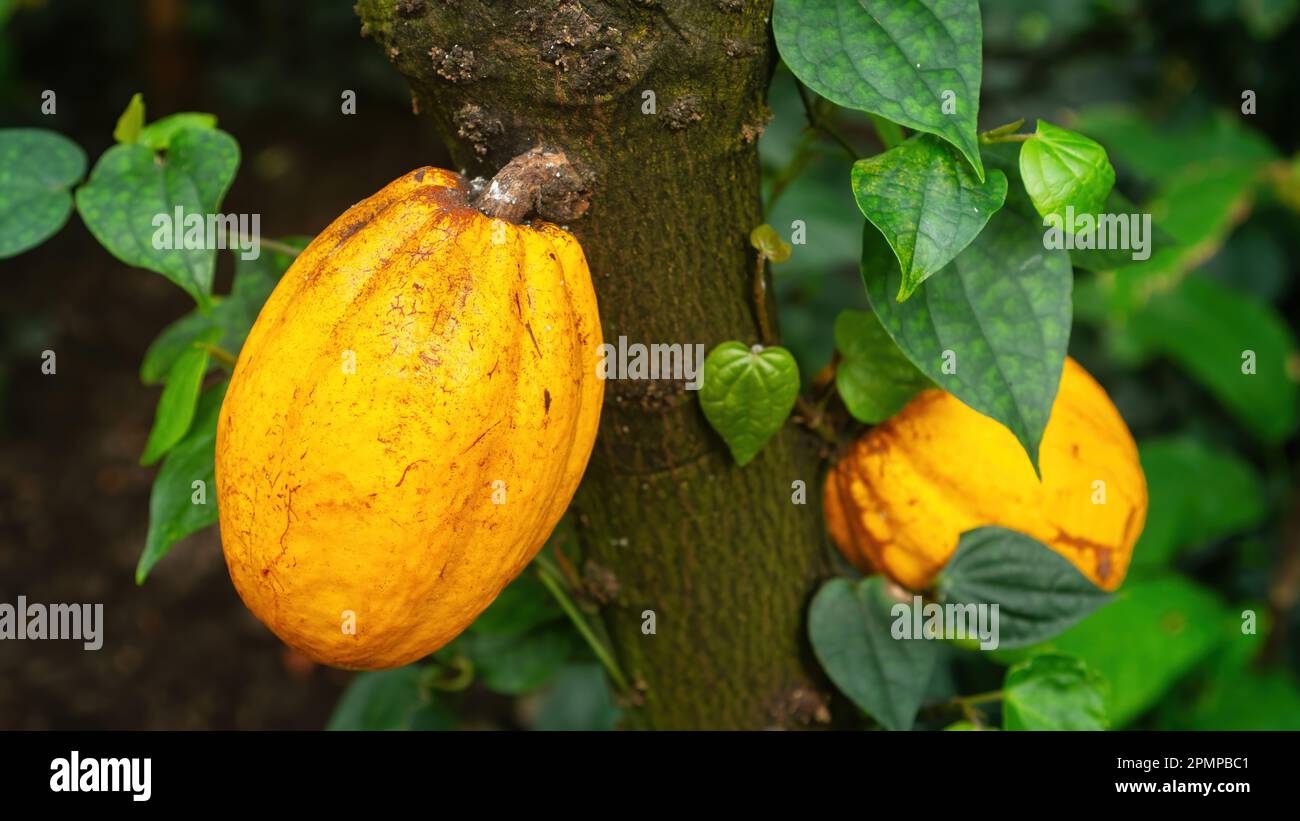 Cocoa beans grow on a tree trunk in their natural environment closeup