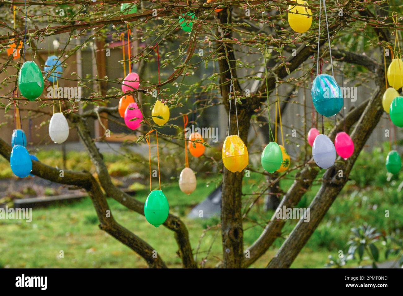 colourful plastic eggs hanging in tree at Easter time. Stock Photo