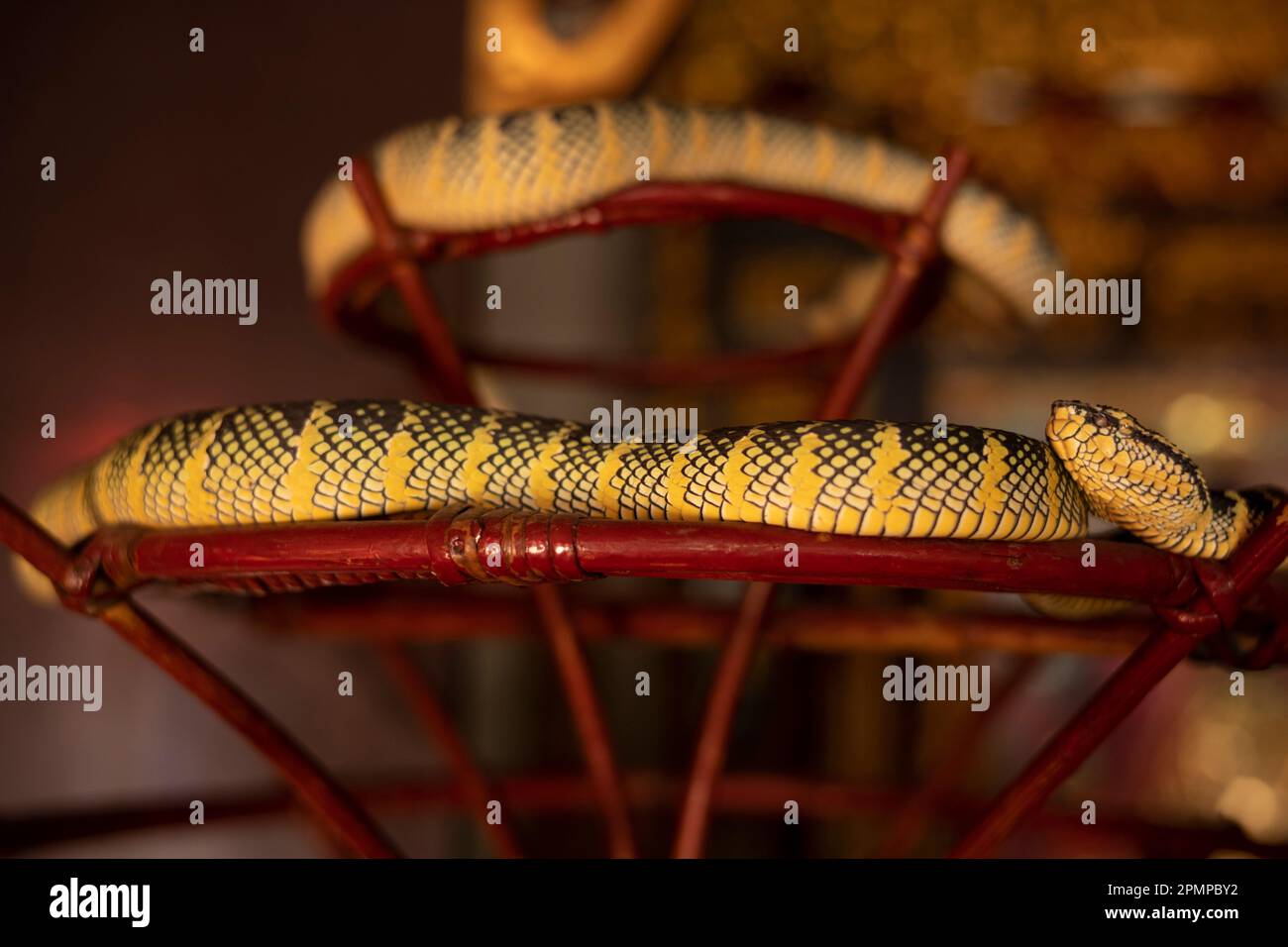 Snake temple, Penang, Malaysia. Stock Photo