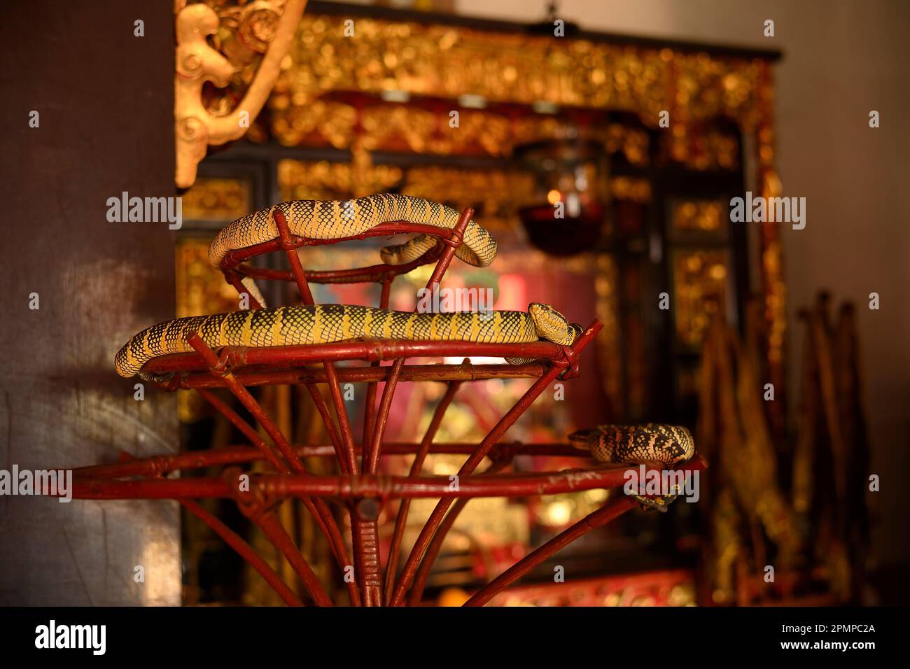 Snake temple, Penang, Malaysia. Stock Photo