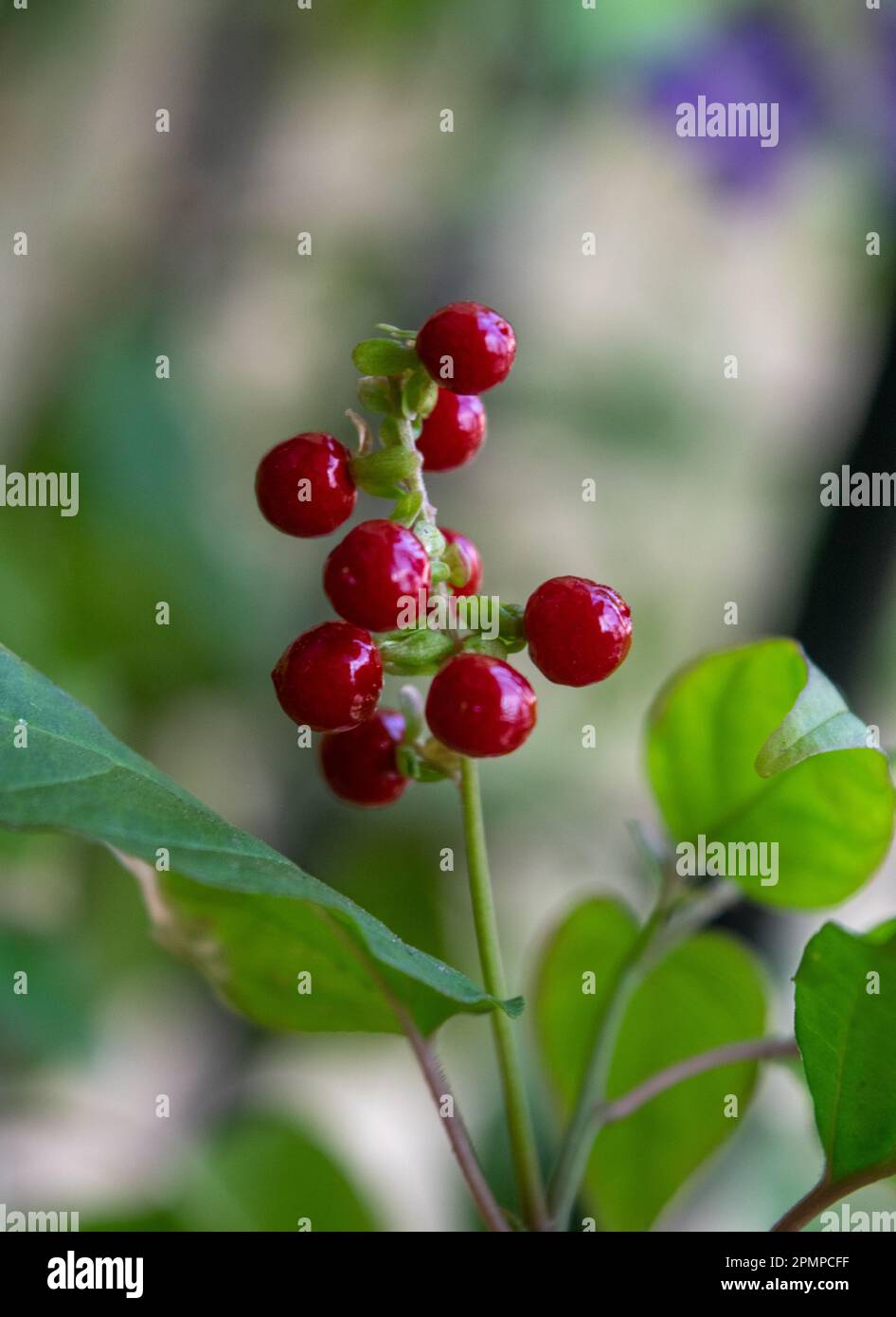 red fruit of the plant Rivina humilis. Stock Photo