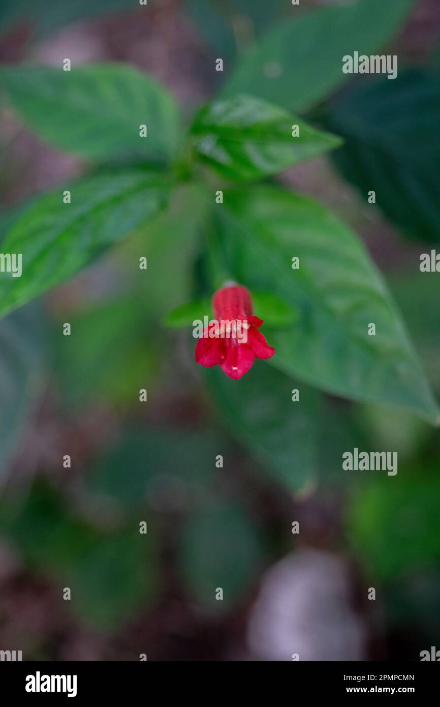 Ruellia hi-res stock photography and images - Alamy