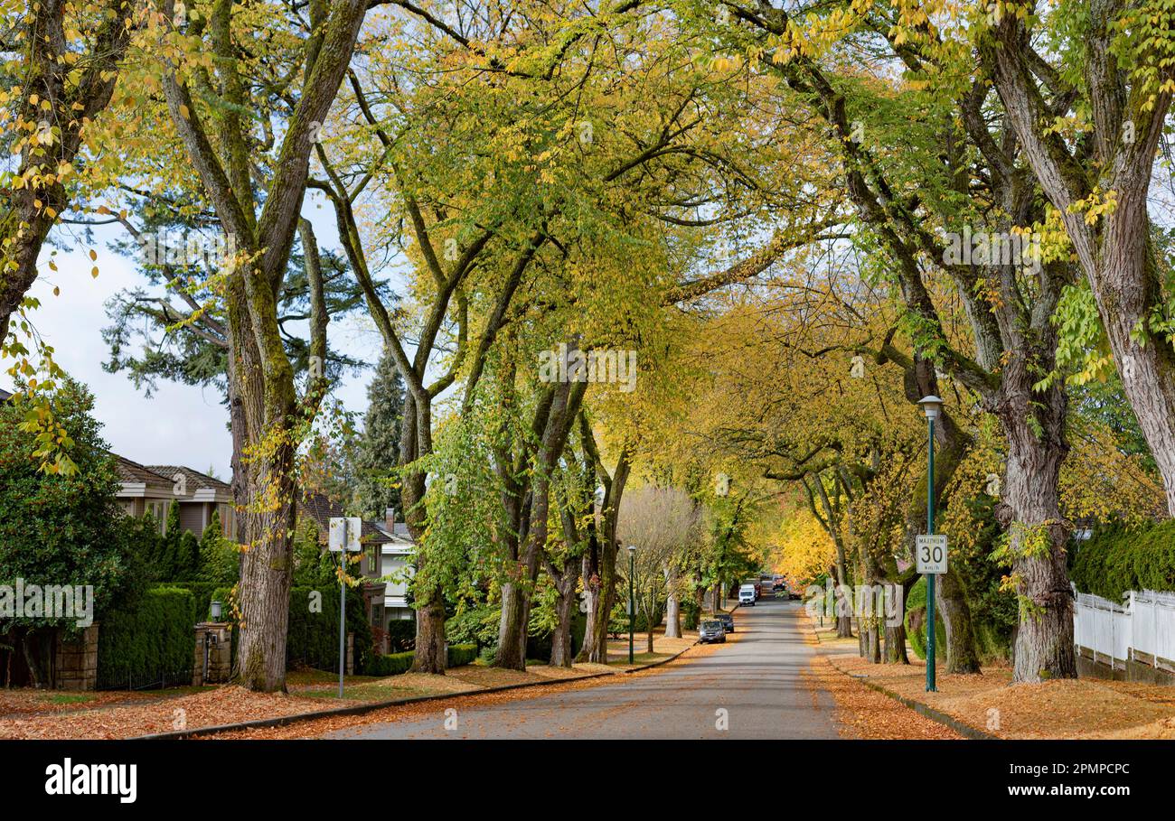 Residential street with leaves changing colour in autumn; Vancouver, British Columbia, Canada Stock Photo