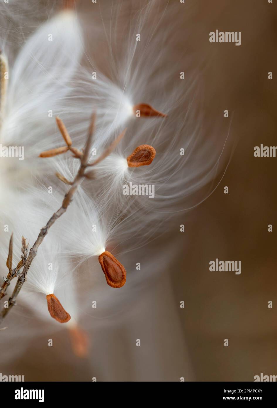Plant seeds in orange and white dispersing in the air; Ottawa Valley, Ontario, Canada Stock Photo