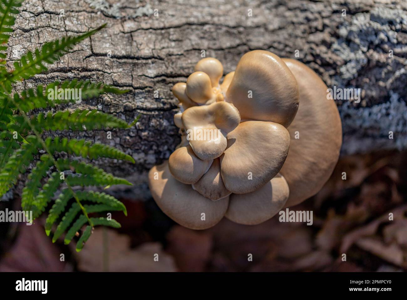Close-up of a fungi formation growing from a log; Ottawa Valley, Ontario, Canada Stock Photo