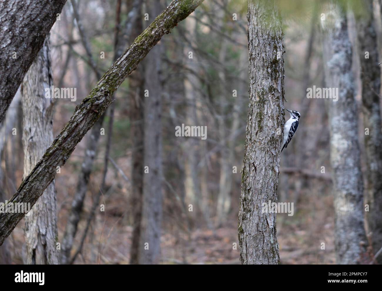 Woodpeckers of canada hi-res stock photography and images - Alamy