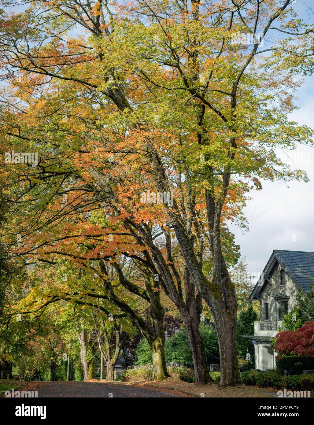 Residential street with leaves changing colour in autumn; Vancouver, British Columbia, Canada Stock Photo