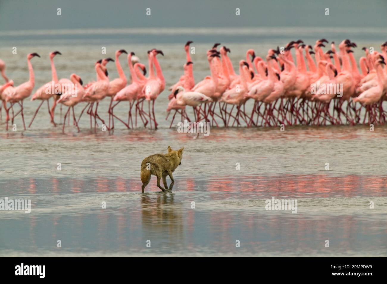 Coyote (Canis latrans) stalks flamingos on the shore of Lake Magadi; Ngorongoro Crater, Tanzania Stock Photo