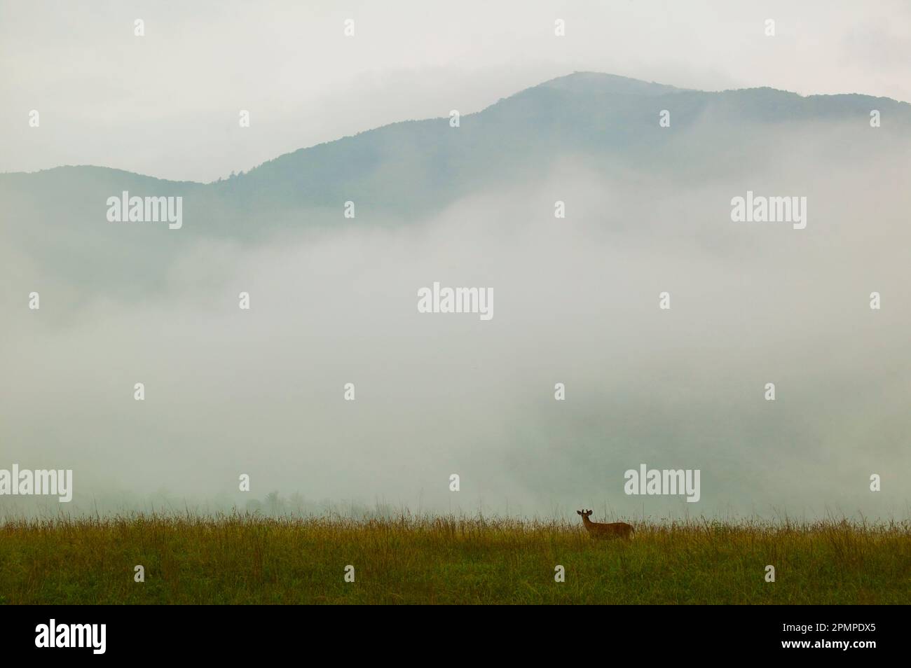 White-tailed deer (Odocoileus virginianus) in Cades Cove, Great Smoky Mountains National Park, Tennessee, USA; Tennessee, United States of America Stock Photo