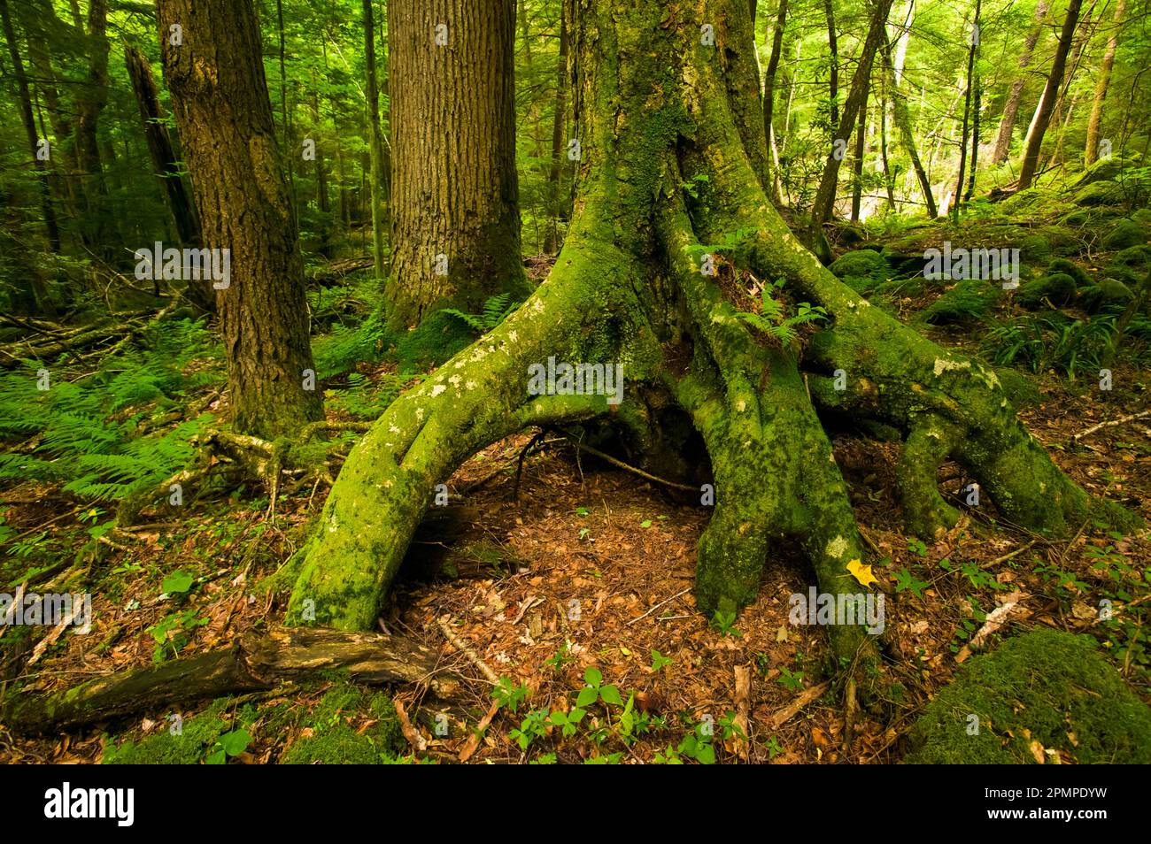 Moss-covered tree roots grip the soil in a forest in Great Smoky Mountains National Park, Tennessee, USA; Tennessee, United States of America Stock Photo