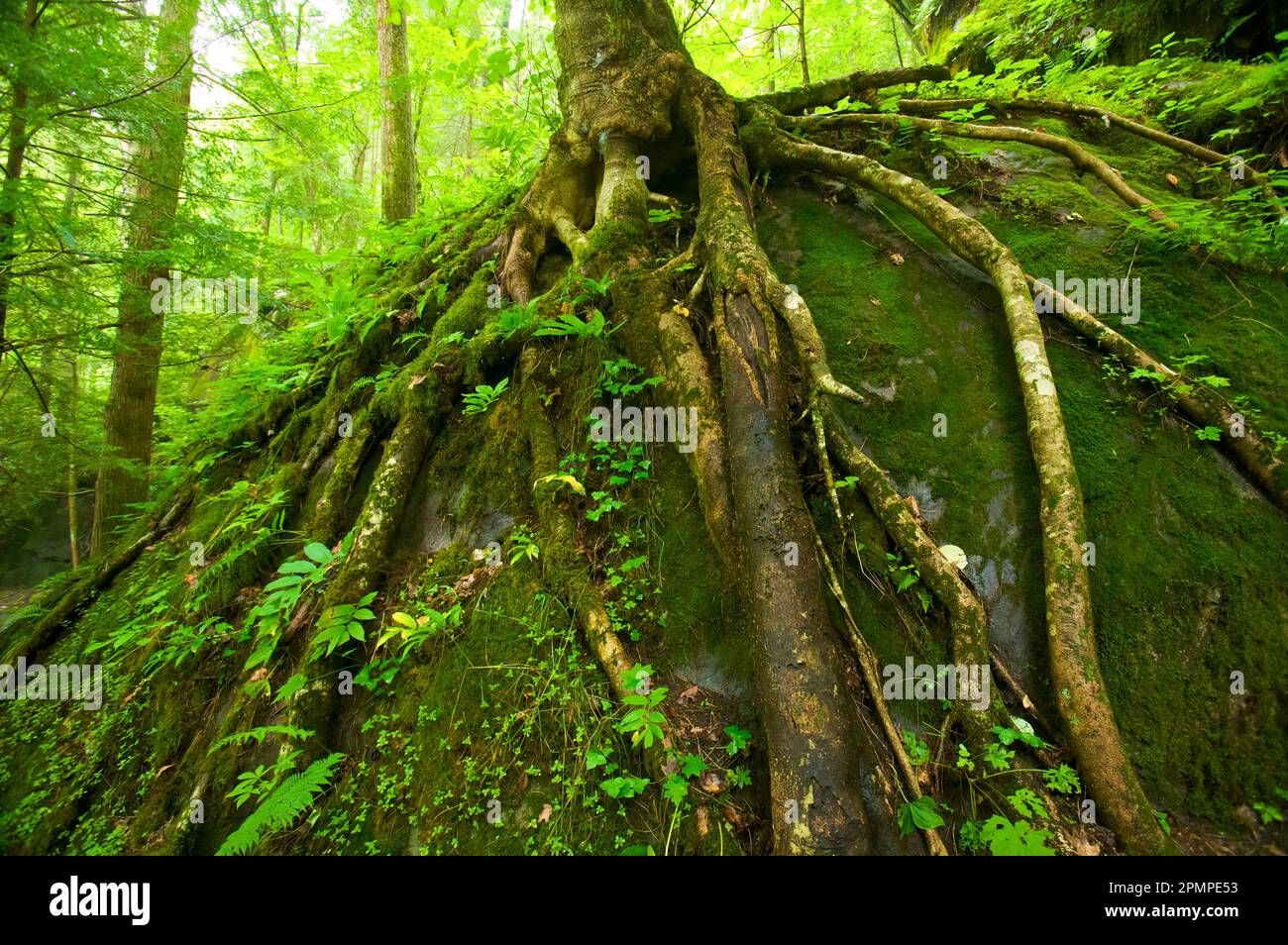 Tree roots gripping a moss-covered boulder in a forest in Great Smoky Mountains National Park, Tennessee, USA; Tennessee, United States of America Stock Photo