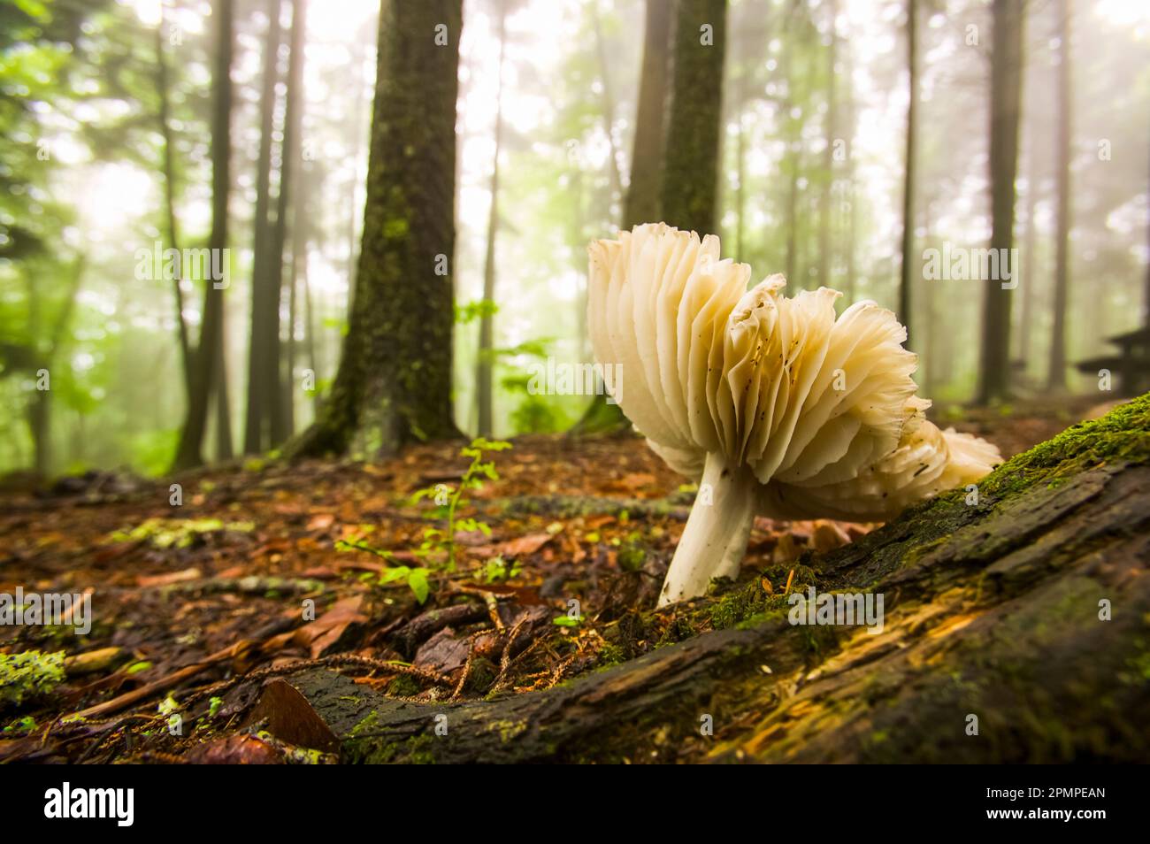 Mushroom growing on the forest floor at the Balsam Mountain picnic area in Great Smoky Mountains National Park, Tennessee, USA Stock Photo