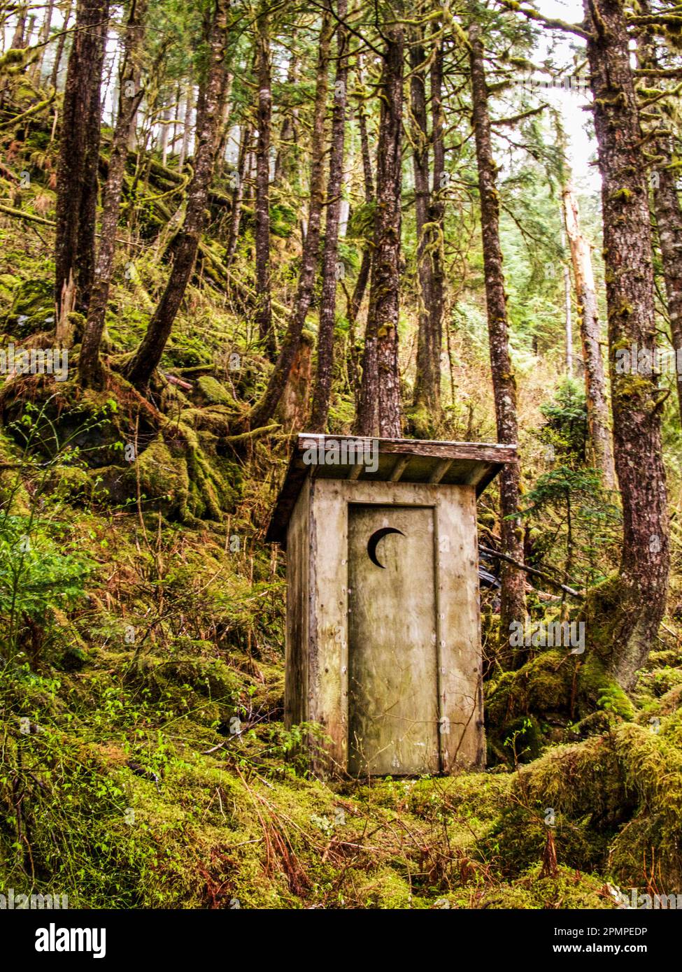 Outhouse in a moss-covered forest; Khutze Inlet, British Columbia, Canada Stock Photo