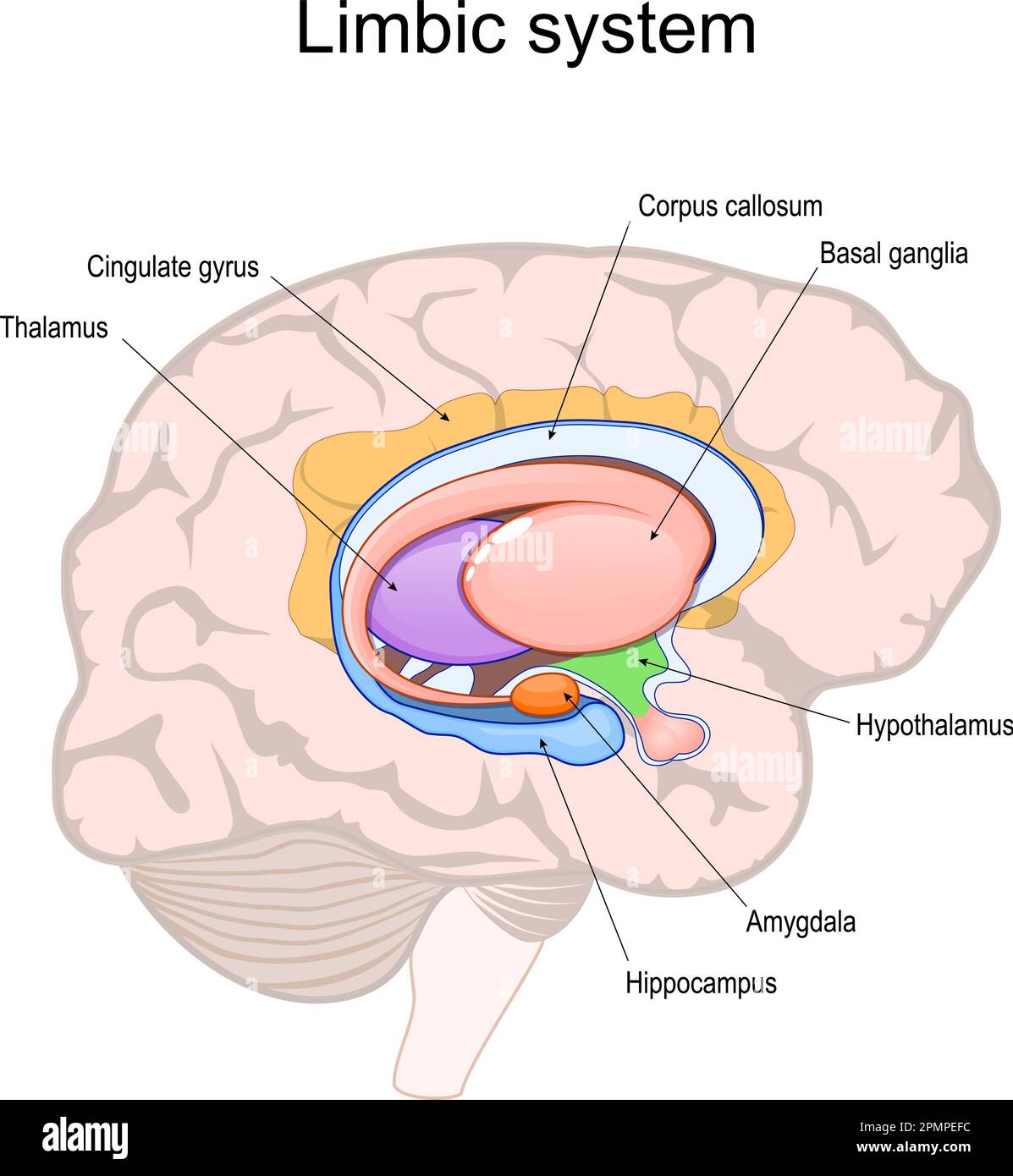 limbic system. Cross section of the human brain. Structure and Anatomical components of limbic system: Hypothalamus, Corpus callosum, Cingulate gyrus, Stock Vector