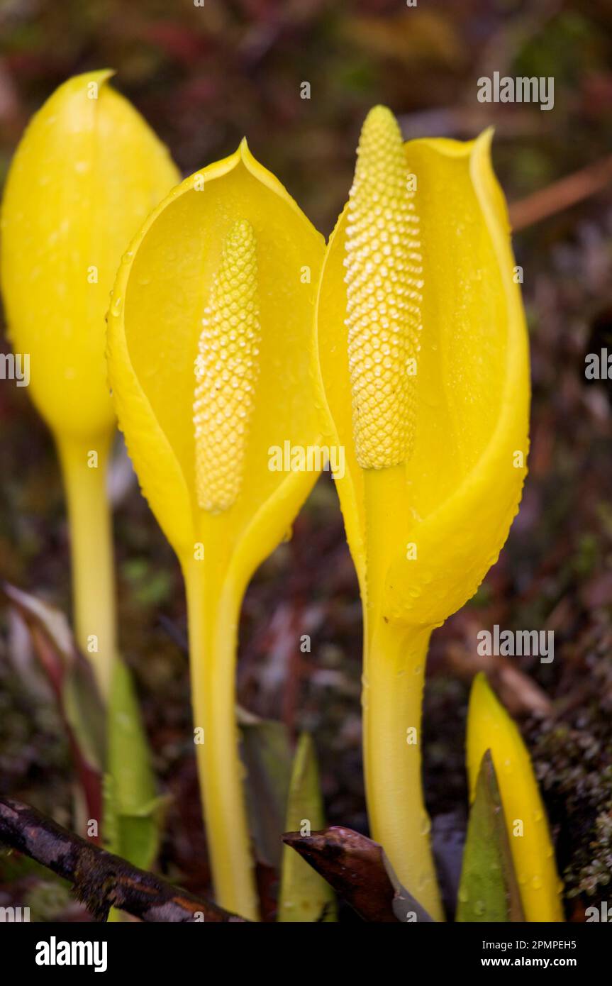 Skunk cabbage flowers (Lysichiton americanus); Inside Passage, British ...