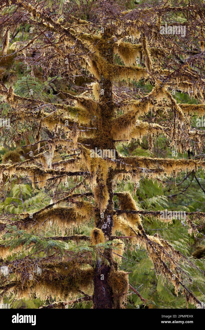 Close-up of a moss-covered tree; Inside Passage, British Columbia, Canada Stock Photo