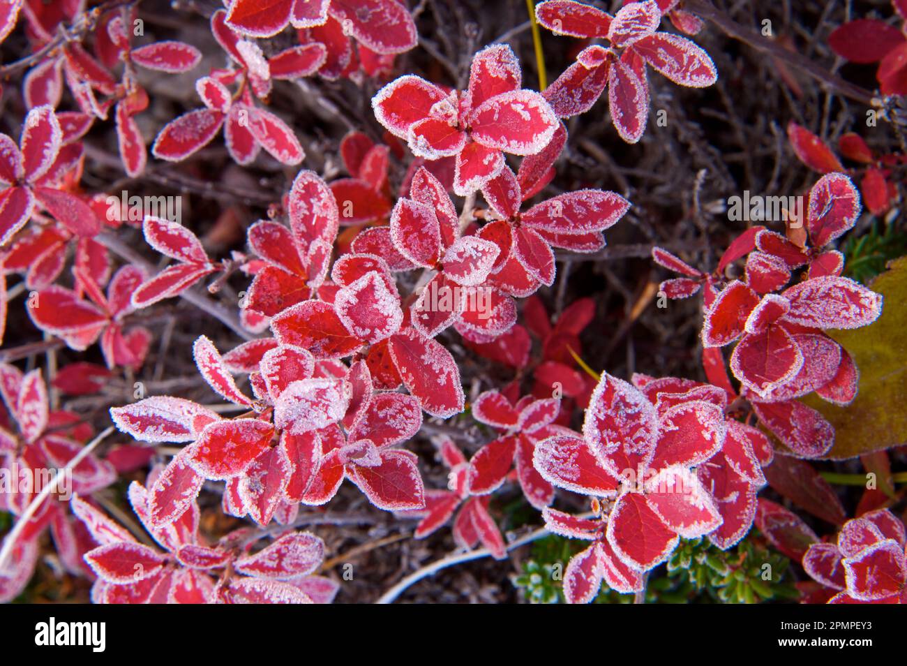 First frost powders leaf edges in the Kronotsky biosphere; Kronotsky