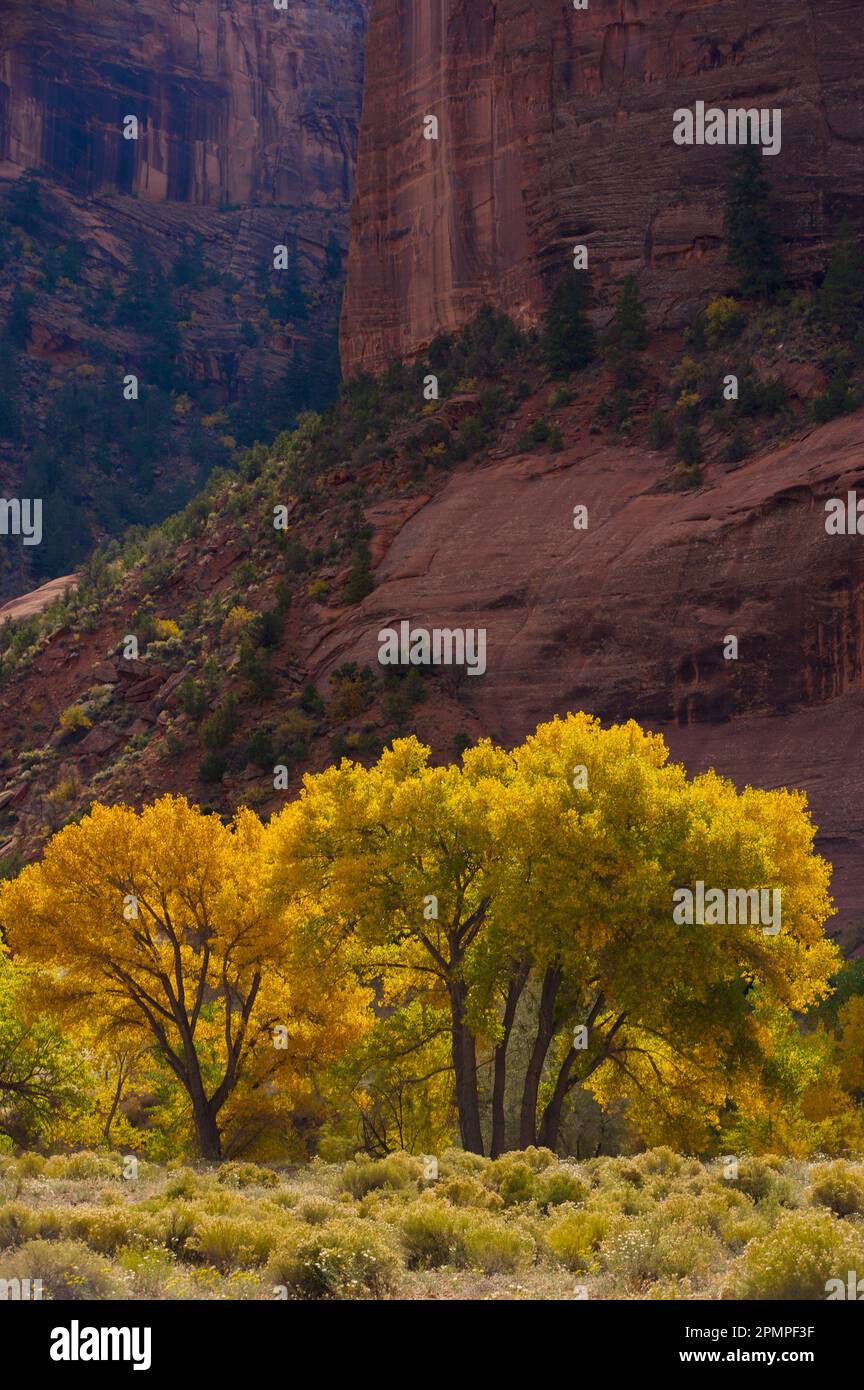 Cottonwood trees in fall colors in Canyon de Chelly National Monument