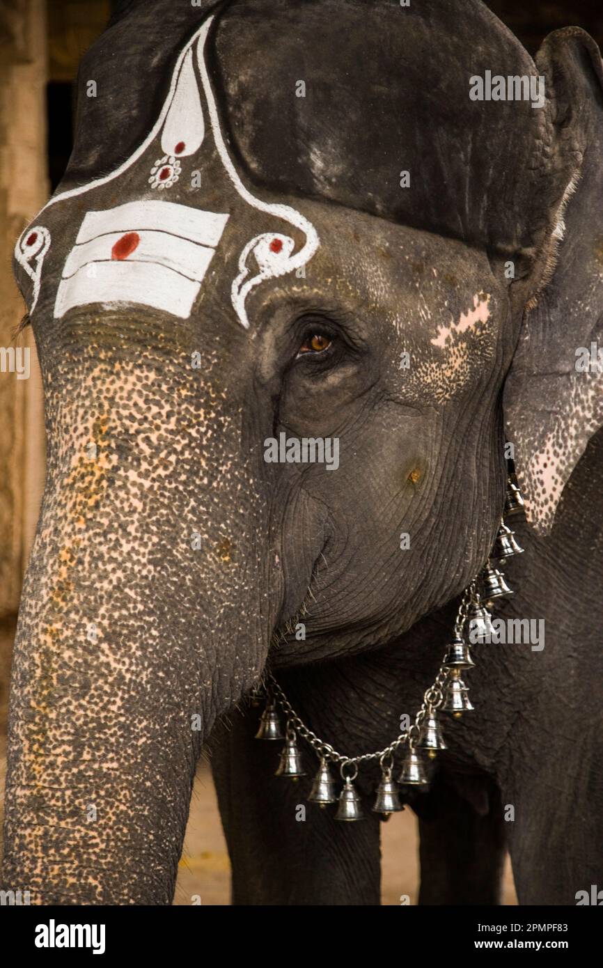 Asian elephant (elephas maximus) decorated for Hindu religion at the Meenakshi Temple; Madurai, Tamil Nadu, India Stock Photo