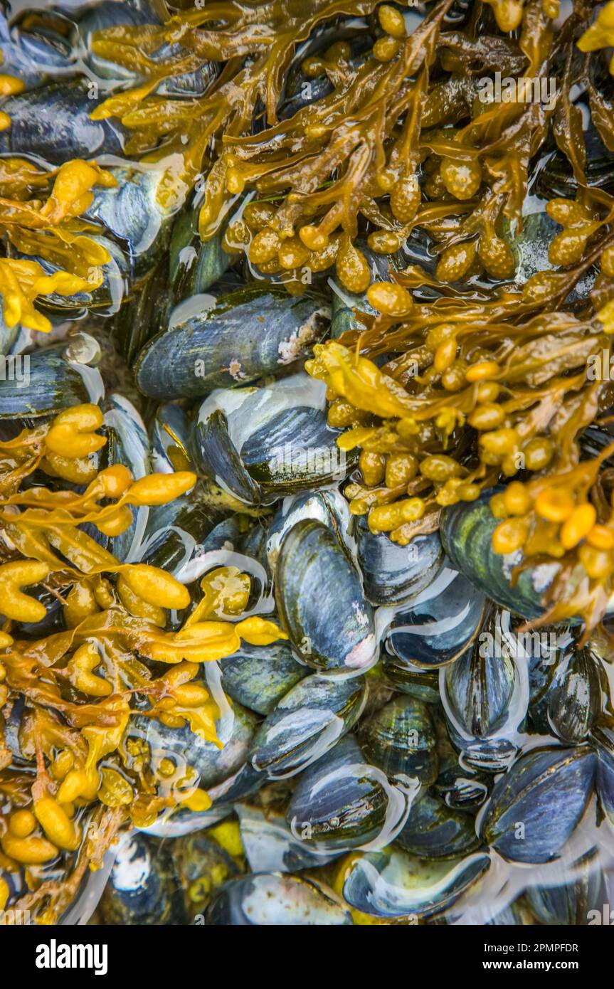Mussel bed and seaweed Stock Photo Alamy
