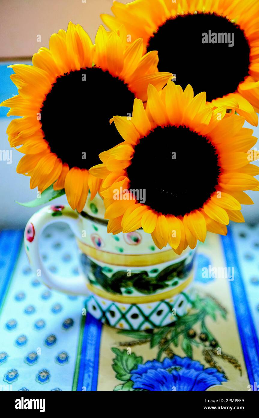 Sunflowers in a vase; Vence, Cote d'Azure, France Stock Photo