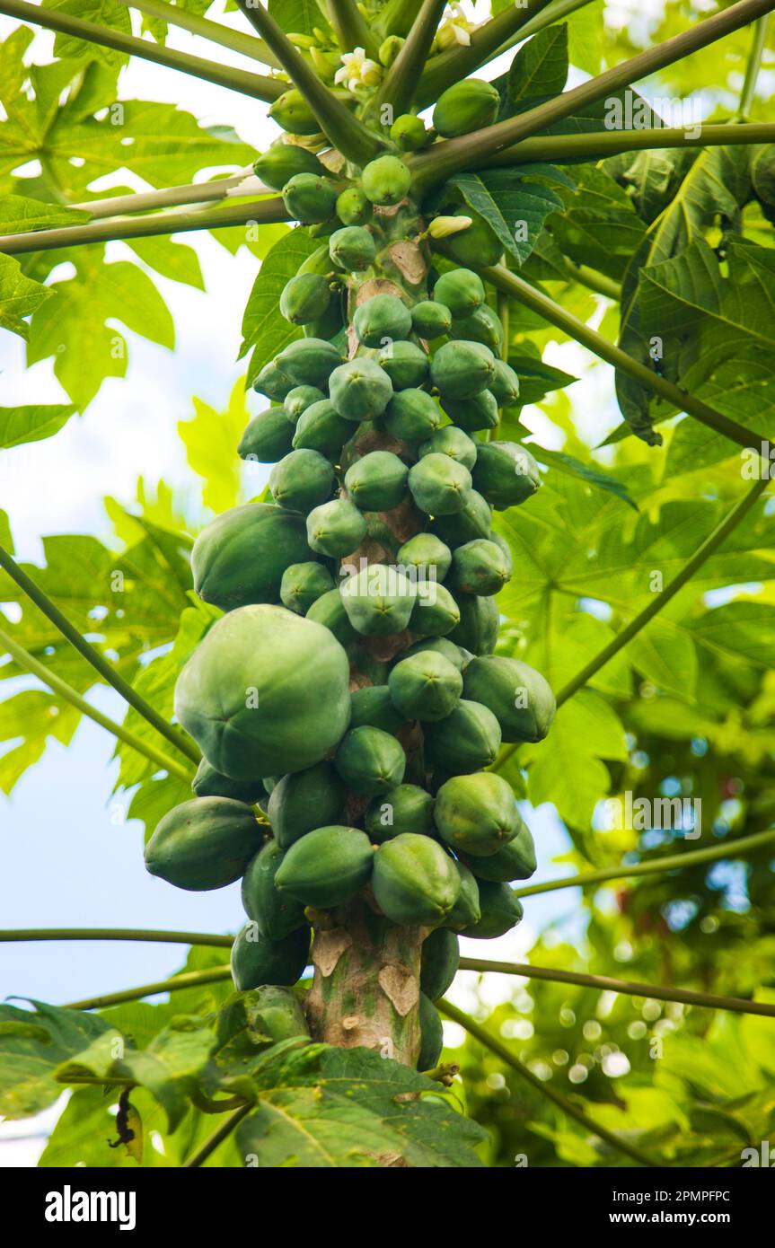A tropical fruit tree in Jamaica Stock Photo Alamy