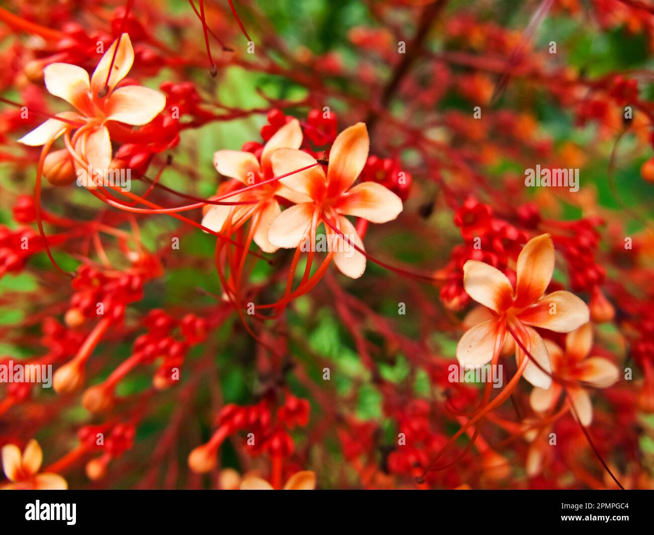 Beautiful red flowers growing in the Comoros Islands; Union of the Comoros Stock Photo