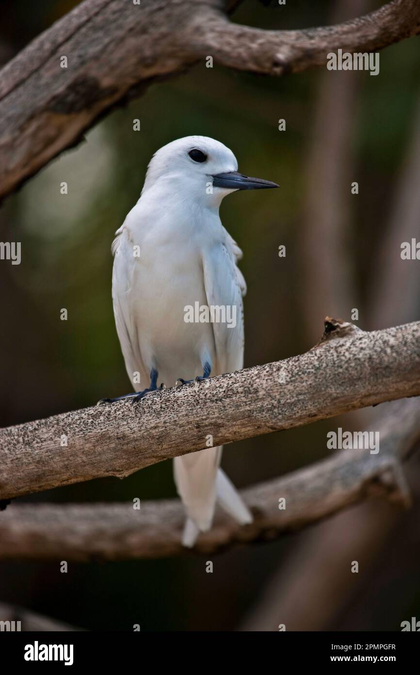 Fairy tern (Sternula nereis) perched on a branch in the Seychelles; St. Joseph Atoll, Les Amirantes, Seychelles Stock Photo