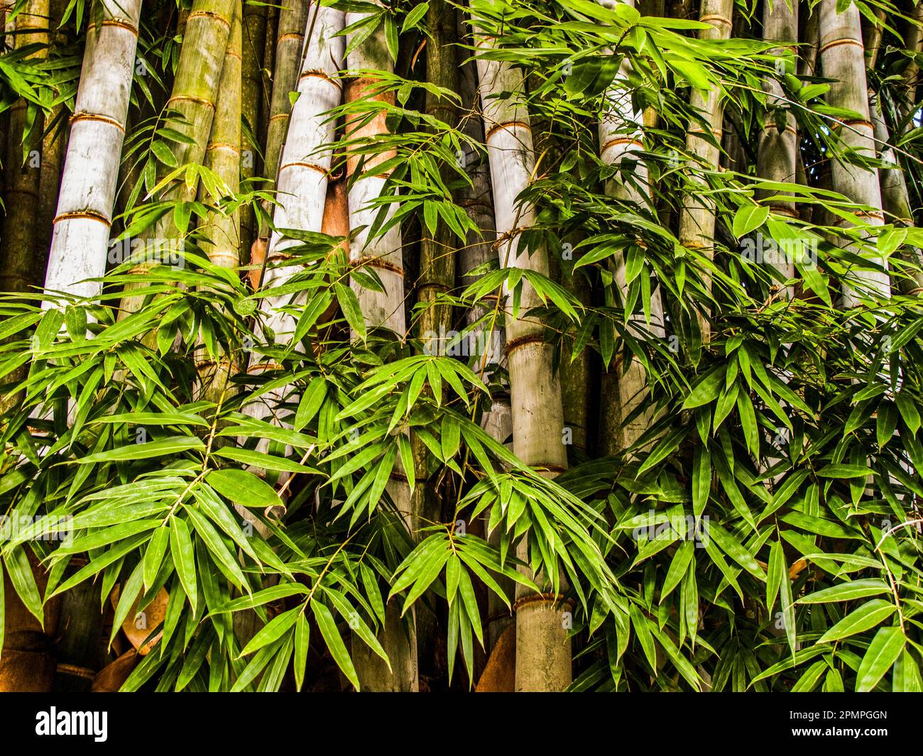 Close view of bamboo with leaves; Union of the Comoros Stock Photo
