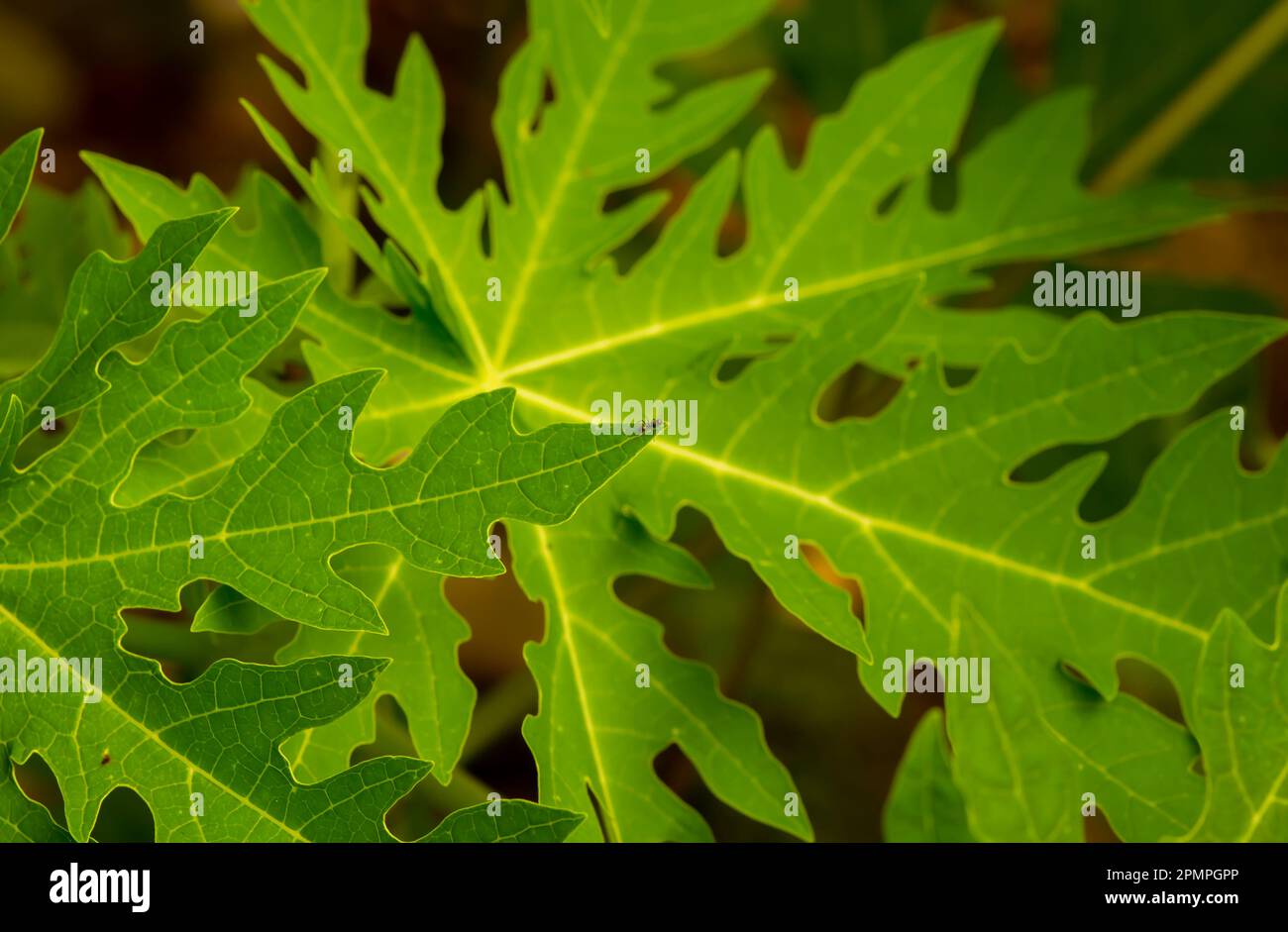 Green papaya (Carica papaya) leaves, for natural background and